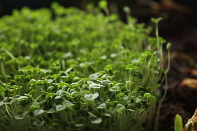 organic potting soil for microgreens