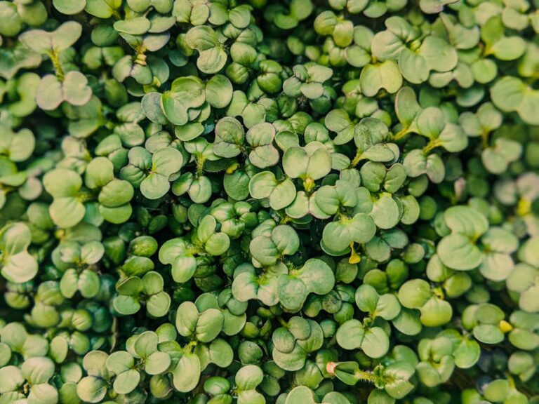 bottom watering microgreens
