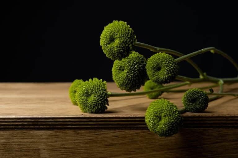 broccoli microgreens nutrition