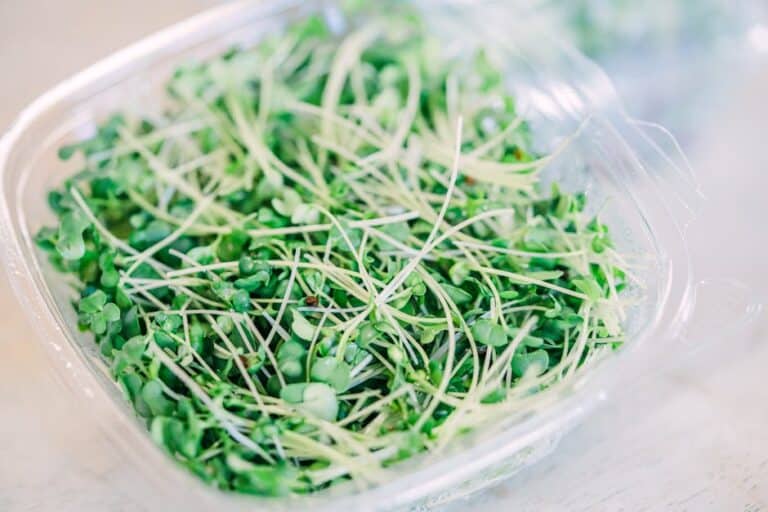 broccoli microgreens benefits