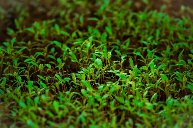 beginner microgreens troubleshooting