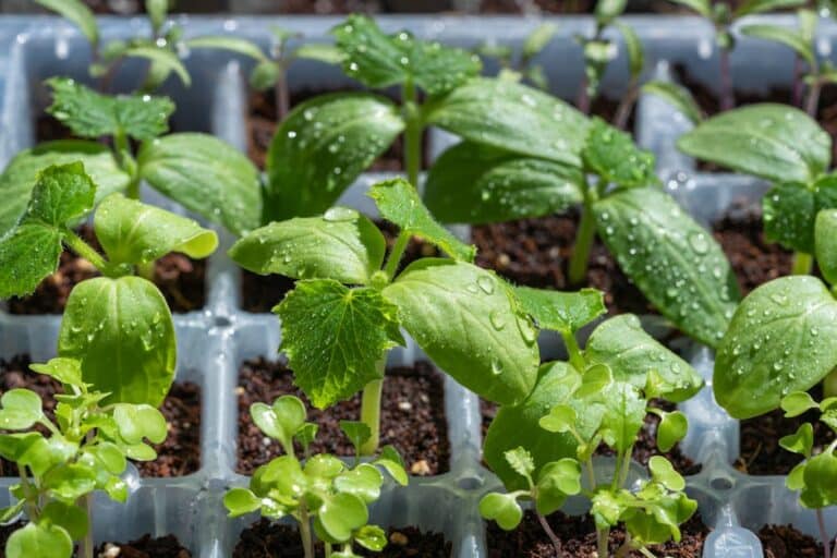 how to start growing microgreens