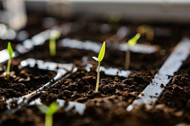 best seeds for microgreens
