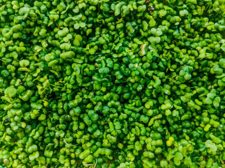 microgreens grow at home