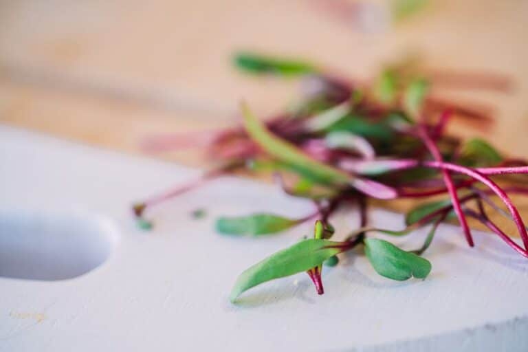 micro greens nutritional information