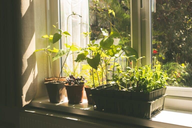growing microgreens at home