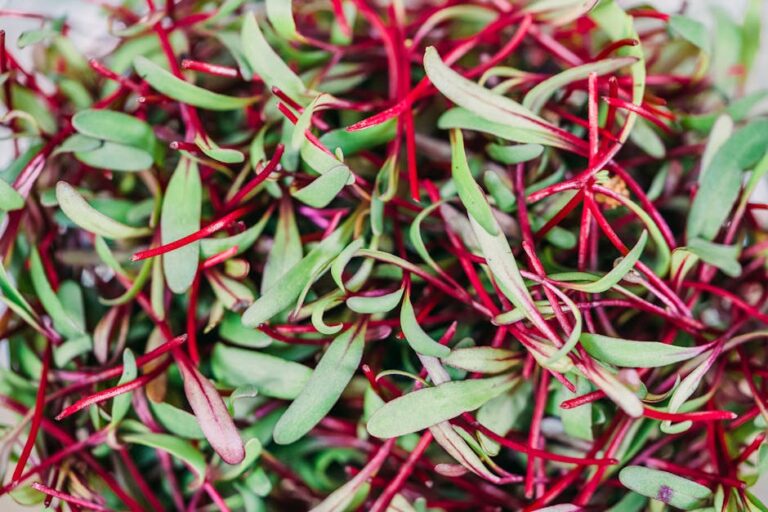 microgreen pricing guide