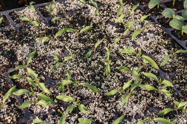 microgreens tray cost breakdown