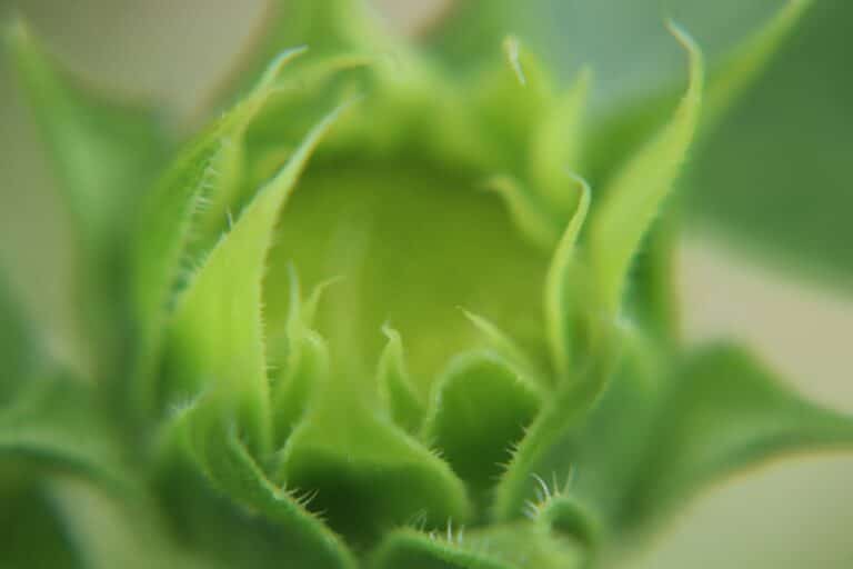 microgreens troubleshooting