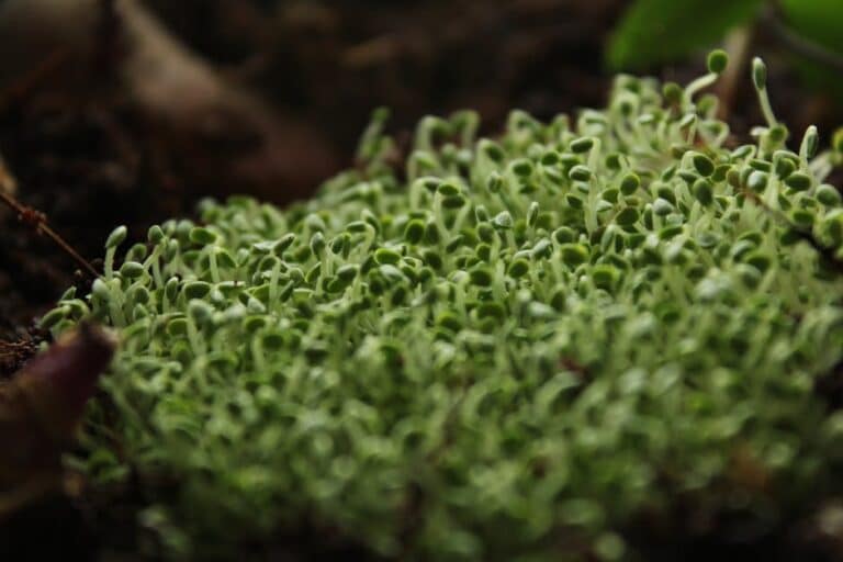 lentil microgreens sprouting method