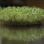 microgreens harvest time guide