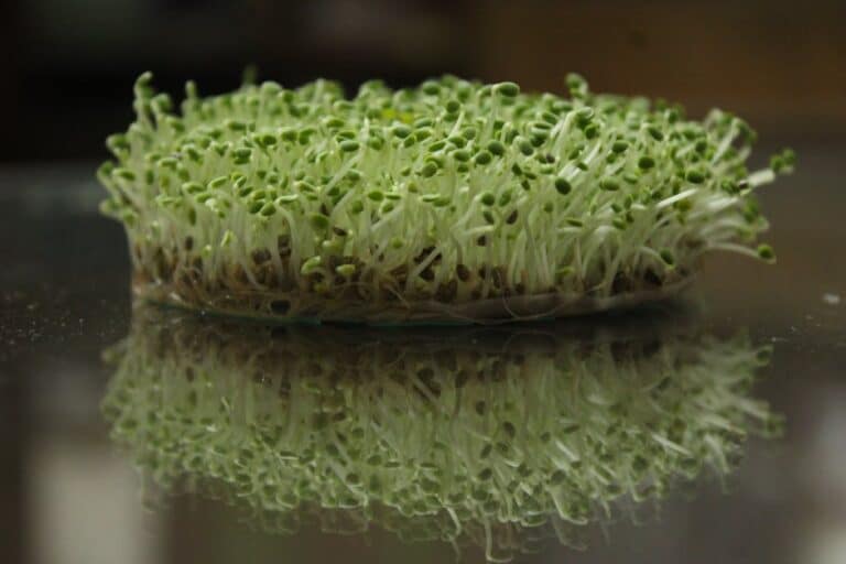 microgreens harvest time guide