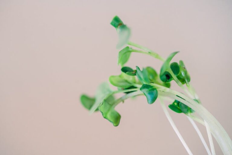 lentil microgreens sprouting guide