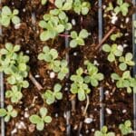 lettuce microgreens easy start