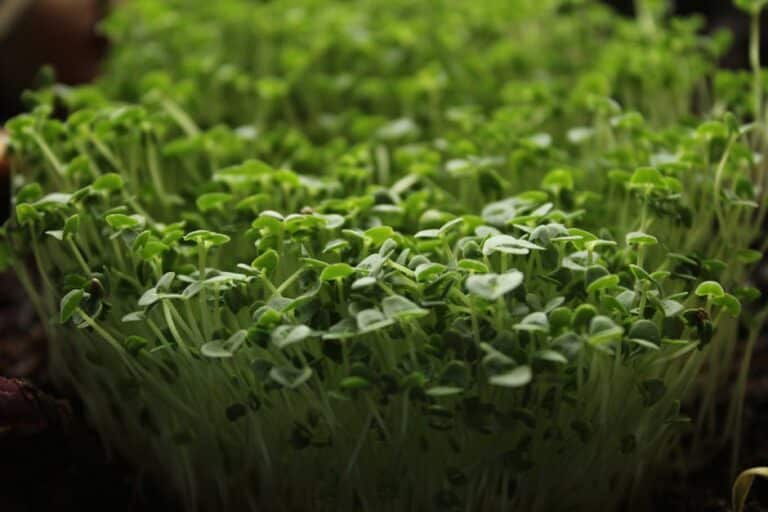microgreen light requirements