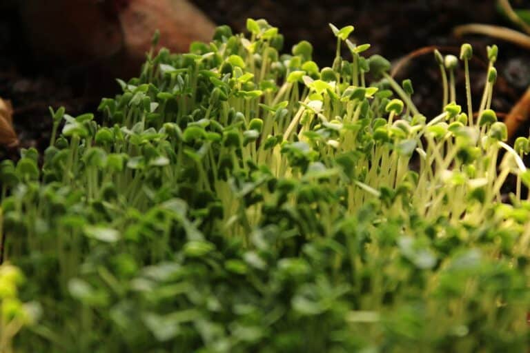 seeds for microgreens