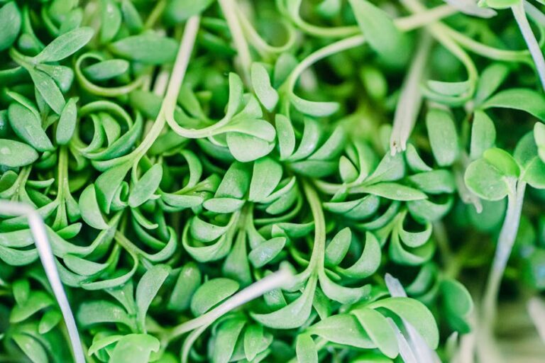 beginner friendly microgreens recipes