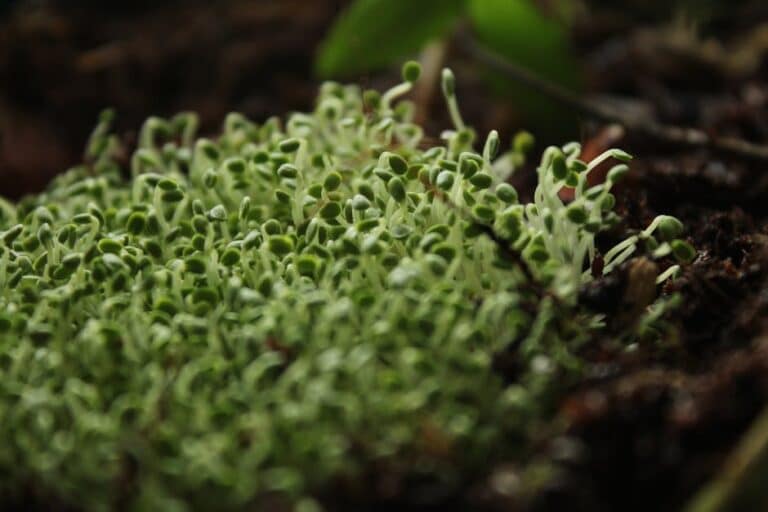 how to grow microgreens inside