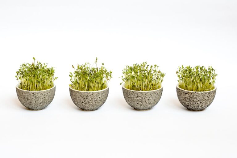 types of microgreens