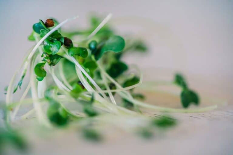 cabbage microgreens detox benefits