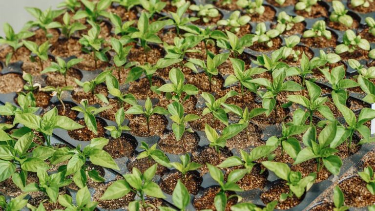 how to grow microgreens step by step