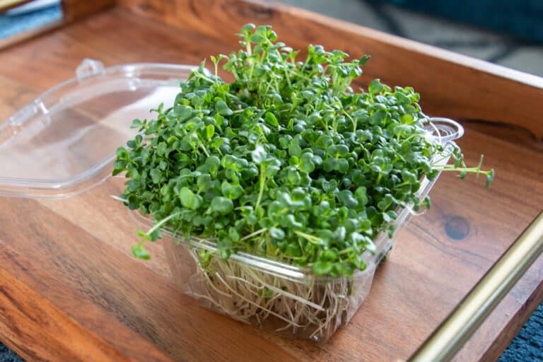 growing micro salad