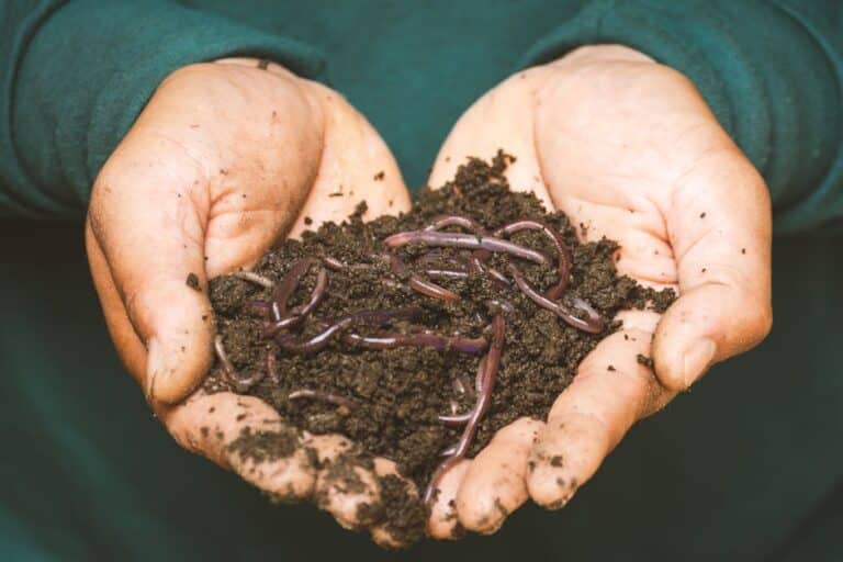 indoor composting for gardeners